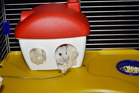 Hamster Cage KLEO42 58 x 32 x 42 cm